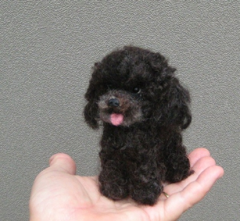 tiny black poodle